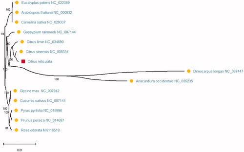 Figure 1. The phylogenetic maximum-likelihood (ML) tree of 14 species based on 47 conserved protein-coding genes. Numbers in the nodes are bootstrap values from 2000 replicates. Accession numbers for tree reconstruction are listed in the figure.