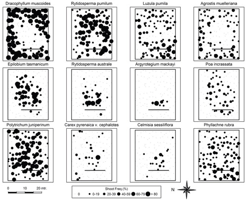 FIGURE 8. Frequency values for 12 species as sampled in 2011, using 120 quadrats over the 24 × 30 m study site (note: a 4 m strip was added on the northern side, post 2003), showing the variation in response of the same eight species as shown for 2003 (Fig. 7) plus four additional species that show a range of responses to differential snow-lie associated with the snow fence.