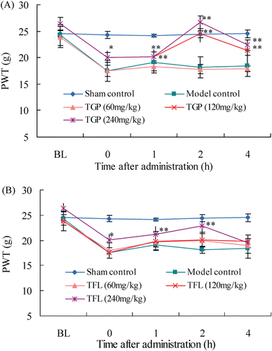 Figure 2.  Temporal changes in mechanical allodynia after single oral administration of TGP (A) and TFL (B) in CCI-intruded neuropathic rats. Data were presented as paw withdrawal threshold and denoted as means ± SD (n = 8 rats in each group). Compared with model control, *p < 0.05, **p < 0.01.