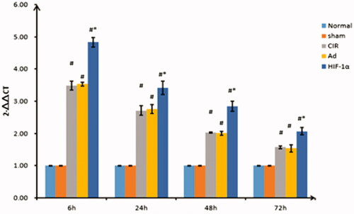 Figure 5. Relative quantification of HSP90 expression by qRT-PCR at different reperfusion time points. qRT-PCR was used to detect the expression of HSP90. Data are presented as mean ± SD. *p < 0.01 vs. CIR and Ad groups, #p < 0.01 vs. normal and sham groups.