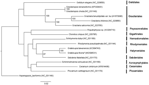 Figure 1. Phylogenetic tree (maximum likelihood) of 17 representative Rhodymeniophycidae species based on rbcL and 16S genes. Numbers along branches are RaxML bootstrap supports based on 1000 nreps (<70% support not shown). Asterisks after species names indicate newly determined mitochondrial genomes.