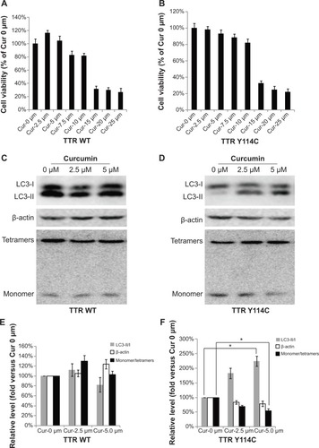 Figure 2 Curcumin decreased monomeric TTR by promoting autophagy.