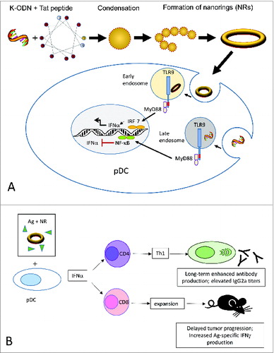 Figure 1. Assembly and mechanism of action of CpG ODN/Tat nanorings. (A). The cationic peptide condenses K-type CpG ODN into rigid individual building blocks that re-organize to form nanoring structures. Nanorings are internalized by pDC and translocate to early endosomes where they initiate a TLR9-MyD88-IRF7-mediated signaling pathway, leading to IFNα production. In free form, K-ODN localize to late endosomes, and are not qualified to trigger an interferon response. (B). Nanoring-stimulated pDCs secrete Type I interferons, supporting antigen-specific humoral and cellular immunity in vivo. Ag, antigen; CpG ODN, cytosine-guanine oligodeoxynucleotides; IFNα, interferon α; IFNγ, interferon γ; pDC, plasmacytoid dendritic cells; Tat, 8 residue charged HIV-derived peptide Tat(47–57); Th1, T helper type 1; TLR9, Toll-like receptor 9.