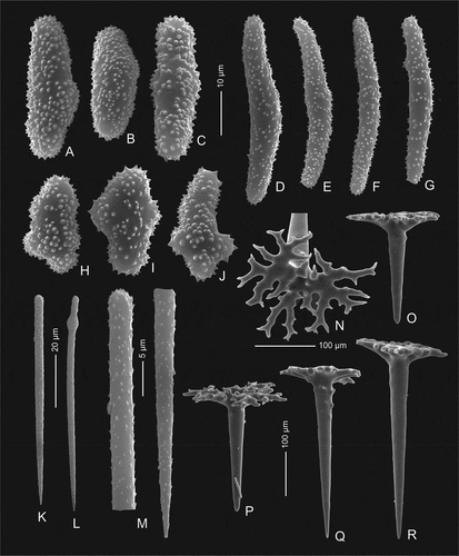 Figure 4. Mega- and microscleres of holotype Levispongia meyeri gen. nov. sp. nov. (MNHN-IP-2019-2). (a–c) & (h–j): short thick spined microrhabds. (d–g): long slightly curved and spined microrhabds. (k–m): microstyles. (n–r): dichotriaenes in various views