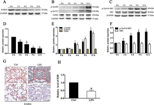 Figure 1. RAB26 is frequently downregulated in mouse lungs and accompanied by phosphorylation of CDH5 after sublethal endotoxin insult. C57BL/6 mice were challenged with LPS (15 mg/kg) for various periods of time (0, 3, 6, 9 and 12 h). (a-c) Dissected mice lungs were homogenized, and western blotting (WB) was performed to determine the expression of RAB26, SRC, p-Tyr416 SRC, and CDH5 and the phosphorylation of the indicated tyrosine residues in CDH5. GAPDH was used as the standard for verifying equivalent loading. (g) Representative immunohistochemical images indicating RAB26 protein expression in mouse lungs with or without LPS administration. The images were performed with 5 mouse lungs in each of the 2 groups. (h) Semiquantitative analysis of the integrated optical density (IOD) of RAB26 expression. * p < 0.01, compared with the control (n = 3) (d) (e) (f) Quantitative analysis of the indicated proteins. * p < 0.01 and ^p < 0.01 versus the 0 h group (n = 3).