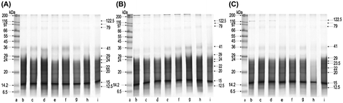 Figure 2. SDS-PAGE of body extract proteins collected in October from groups: A, BE; B, BE-5; C, BE-200; lane a, molecular weight markers (the Wide Range Sigma Marker TM 6.5–200 kDa); lanes b–i, different colonies.