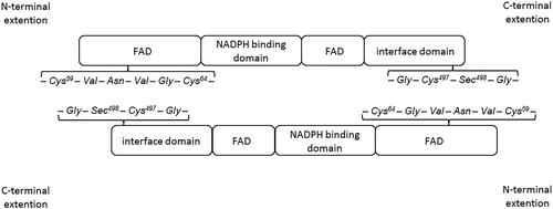 Figure 3. Scheme of arrangement of thioredoxin reductase homodimerCitation4.