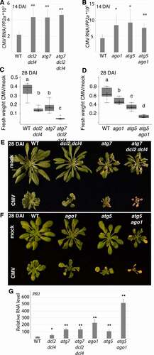 Figure 6. Autophagy-enhanced CMV resistance involves RNA silencing and is uncoupled from disease symptom tolerance. (A) CMV RNA levels relative to PP2A were determined by RT-qPCR at 14 DAI in WT, atg7, dcl2 dcl4 and atg7 dcl2 dcl4 plants (n=4). (B) CMV RNA levels relative to PP2A were determined by RT-qPCR at 14 DAI in WT, atg5, ago1 and atg5 ago1 plants (n= 4). (C) and (D) The relative fresh weight of CMV infected plants compared to mock were determined in the same genotypes as in (A) and (B) at 28 DAI. (n=10). Representative images of mock and CMV infected plants at 28 DAI are shown to the right (E) and (F). (G) PR1 transcript levels were analyzed in the indicated genotypes using RT-qPCR at 18 DAI with CMV (n= 4). Statistical significance (**P < 0.01, *P < 0.05) was revealed by Student´s t-test. Letters indicate genotypes with statistically different levels (ANOVA P < 0.05, Tukey-HSD test).