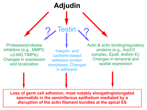 Figure 1. A summary of effects of adjudin that impede spermatogenesis based on studies in the rat. This figure summarizes recent findings in the field regarding the effects of adjudin on different proteins, protein complexes, or cellular structures in the seminiferous epithelium of rat testes. While testin and actin are the molecular targets of adjudin,Citation23 it is not known at present if testin is also involved in the adjudin-mediated effects on the homeostasis of proteases/protease inhibitors and the actin-based cytoskeletal at the apical ES. This figure was prepared based on recent reviews.Citation12,Citation24-Citation29 MMP2, matrix metalloproteinase 2; α2-MG, α2-macroglobulin; TIMPs, tissue metalloproteinases.