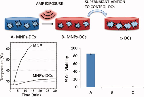 Figure 1. (Upper panel) Drawing of the proposed experiment for testing the toxicity of the cell culture supernatants loaded with NPs after AMF exposure. The sample A was submitted to AMF and the supernatant from the treated cells (sample B) was collected. The sample C consisted of viable DCs without any contact from MNPs or AMF that received the supernatants from the B samples and were incubated 30 min. Lower left panel: Temperature increase observed for pure magnetic colloid (MNP) and magnetically loaded cell culture (MNPs-DCs) under the same AMF. Lower right panel: Cell viability as measured by TB staining 15 min after AMF application. Adapted from Asin et al. [Citation64].