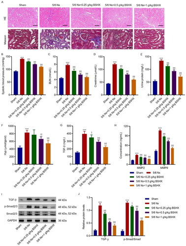 Figure 2. BSHX improves renal function and fibrosis in 5/6 Nx rats. (A) HE (Scale bar, 200 µm. Magnification ×100) and Masson staining (Scale bar, 100 µm. Magnification ×200). The (B) systolic blood pressure, levels of (C) BUN, (D) creatinine, (E) urinary protein, (F) Hyp, (G) TGF-β, (H) MMP2 and MMP9 and (I, J) expression of TGF-β, p-Smad2/3 and Smad2/3. Data represent the mean ± SD (n = 3 or 6). One-way ANOVA followed by Dunnett’s test for multiple comparisons was used. ***p < 0.001 vs. Sham group. !p < 0.05, !!p < 0.01, !!!p < 0.001 vs. the 5/6 Nx group. HE, hematoxylin and eosin; BUN, blood urea nitrogen; Hpy, hydroxyproline; TGF-β, transforming growth factor-beta; MMP2, matrix metalloproteinase 2; MMP9: matrix metalloproteinase 9; GAPDH, glyceraldehyde 3-phosphate dehydrogenase.