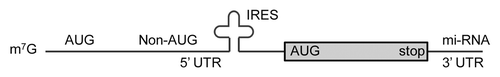 Figure 3. mRNA sequences that can affect translation. Within the 5′UTR region, an mRNA might contain an AUG (uORF) that a ribosome will bind to and stall translation. Non-AUG codons and internal ribosome entry sites (IRES) are sometimes used to initiate translation. Under some conditions there may be readthrough of the normal stop codon. The non-AUG initiation and stop codon readthrough can change the peptide that is synthesized. An mi-RNA binding site in the 3′UTR can block translation.
