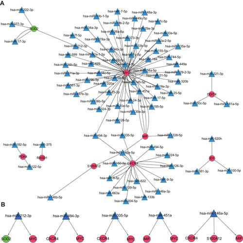 Figure 5 miRNA–mRNA integrated network.