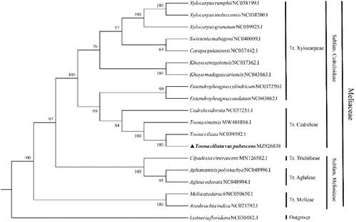 Figure 1. The phylogenetic tree of Toona ciliata var. pubescens and other related species.