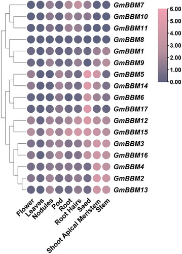 Figure 4. Analysis of the expression patterns of GmBBM gene subfamily members. The expression data of GmBBM gene subfamily in different tissues were obtained from the Phytozome database. TBtools software was used to map the expression patterns of GmBBM gene subfamily members. The abscissa represents the flowers, leaves, nodules, pod, root, roots hairs, seed, shoot apical meristem, and stems. The ordinate represents the members of the GmBBM gene subfamily. The color scale represents the expression value of log2.