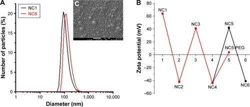 Figure 1 Characterization of polyelectrolyte nanocapsules used in this study.Notes: (A) An example of size distribution of NC1–NC6 and NC5-PEG measured by DLS. (B) The dependence of zeta potential of nanocapsules on a number of layers in the polyelectrolyte shell. (C) The cryo-SEM micrograph of six-layer nanocapsules. Representative data for two different nanocapsule preparations used in this study.Abbreviations: DLS, dynamic light scattering; NC1, nanoemulsion droplets; NC2, two-layer nanocapsules; NC3, three-layer nanocapsules; NC4, four-layer nanocapsules; NC5, five-layer nanocapsules; NC5-PEG, five-layer PEGylated nanocapsules; NC6, six-layer nanocapsules; SEM, scanning electron microscopy.