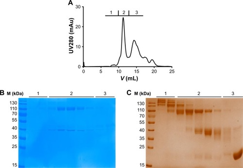 Figure 3 Purification of PEG-S-Fab.Notes: Gel filtration was used to fractionate the PEGylation mixture (fractions 1, 2, and 3). (A) Chromatogram of PEG-S-Fab. (B) Coomassie blue staining of the fractions 1, 2, and 3 from PEG-S-Fab purification. (C) Barium iodide complex staining of the fractions 1, 2, and 3 from PEG-S-Fab purification. M (kDa), molecular weight markers (kilodalton).Abbreviations: PEG, polyethylene glycol; PEG-S-Fab, PEGylated S-Fab; S-Fab, single-domain antibody-linked Fab; UV, ultraviolet.