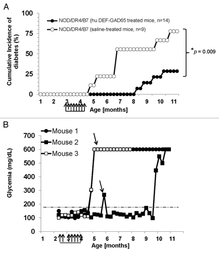 Figure 2. T1D incidence in the NOD/DR4/B7 dTg mice treated with hu DEF-GAD65 reagent. (A) Pre-diabetic, 2.5 mo-old NOD/DR4/B7 dTg mice were selected from 4 different litters (n = 14) and treated i.p. with 8 doses of 10 μg of hu DEF-GAD 65 reagent in saline (n = 14 mice) or with saline alone (control group, n = 9 mice) every other 4th day. Glycemia was measured bi-weekly from the tail vein. Y axis indicates the cumulative incidence of hyperglycemia calculated as a percent of mice developing hyperglycemia in each group at different time-points after treatment interruption. Grouped arrows on the X axis indicate the time-points and number of hu DEF-GAD65 i.p. injections. Shown is the significant relevance (* P value) between the two groups at the end of experiment. (B) hyperglycemia values in hu DEF-GAD65 non responders (NOD/DR4/B7 dTg mice) in two representative mice (Mouse #1 and #3) with stabilized hyperglycemia after one single dose of 20 μg hu DEF-GAD65 as followed up for 8 more months after injection. Arrows indicate the time of supplemental hu DEF-GAD65 injection (at 6 mo of age) that failed to reverse hyperglycemia in mice #1 and #3. Also shown is a NOD/DR4/B7 dTg mouse (mouse #2) treated with hu DEF-GAD65 reagent under the same regimen as in panel A, which developed mild hyperglycemia (250 and 270 mg/dL) some 1.5 mo after treatment interruption. Arrow indicates the time-point (6 mo of age) when mouse #2 received a supplemental 20 μg hu DEF-GAD65 i.p. injection that reversed hyperglycemia. Grouped arrows on the X axis indicate the time-points and number of hu DEF-GAD65 i.p. injections.