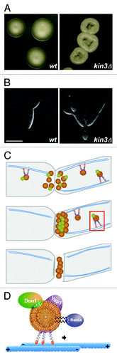 Figure 2. Rab5a-positive endosomes are essential for cytokinesis. (A) Colony and (B) yeast cell morphology of strain AB33kin3Δ in comparison to the progenitor strain (size bar, 10 µm). (C, D) Model depicting the function of Rab5a-positive endosomes in the delivery of Don1 to the site of septation, a process essential for formation of the secondary septum. The red rectangle shown in the middle panel of C is enlarged in D.