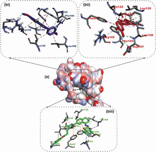 Figure 3. Details of binding mode (a) solvent-accessible surface view (b) interaction view of ligands in BH3 binding pocket of Bcl- XL. Stick representations of the Ligands are shown by colors (bi) blue: Luteolin (bii) red: Apigenin 7,4’,dimethyl ether (biii) green: WEHI_539 (referencer inhibitors).