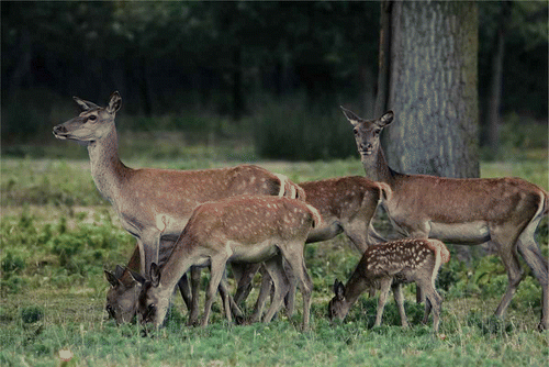 Figure 2. Hind group with a calf. Note the summer coat with spots. Picture by Norino Canovi.