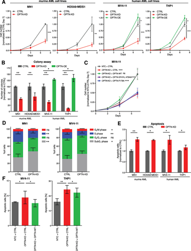 Figure 3. OPTN expression modulates proliferation of AML cells. (A) Quantification of cell proliferation of OPTN knockdown (KD) or overexpression (OE) cells normalized to corresponding control (CTRL) cells (n = 3). (B) Colony numbers were determined in colony-forming assays of OPTN-KD or OPTN-OE cells normalized to the corresponding CTRL cells (n = 3). (C) Quantification of cell proliferation of NTC + CTRL, OPTN-KO + CTRL, OPTN-KO + OPTN-WT, OPTN-KO + OPTNDF474, 475NA and OPTN-KO + OPTNF178A-transduced MV4–11 cells. Statistical significance was calculated to NTC-CTRL (n = 3). (D) BrdU/7AAD staining of CTRL and OPTN-KD murine MN1 or human MV4–11 cells analyzed by flow cytometry. The graph shows percentages of cells in each cell cycle phase (SubG1, < 2N DNA content; G0/G1, BrdU− 2N DNA content; S: BrdU+; G2/M, BrdU− 4N DNA content; n = 3). (E) Quantification of flow cytometry-based ANXA5-7AAD staining of OPTN-KD cells normalized to CTRL cells (n = 3). (F) Quantification of flow cytometry-based ANAX5-7AAD staining in NTC + CTRL, OPTN-KO + CTRL and OPTN-KO + OPTN-WT MV4–11 cells (n = 3). Values are means ± SEM. Student’s t-test was performed in (A-F). Note: *p < 0.05, **p < 0.01, ***p < 0.001.