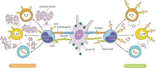 Figure 1. Itolizumab mechanism of action in COVID-19 infection