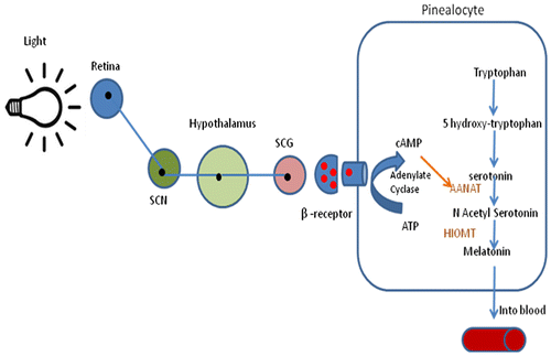 Figure 2. Pathway of melatonin synthesis in the human pineal gland.