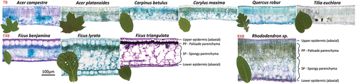 Figure 1. Anatomical micrographs of cross sections of studied tree and shrub species with macroscopic leaf photos placed in the left of the cross section. Group 1: TB – temperate broadleaved species in the first row (Acer campestre L., Acer platanoides L., Carpinus betulus L., Corylus maxima L., Quercus robur L. and Tilia euchlora C. Koch). Group two: FXB – Ficus xeromorphic broadleaved species (Ficus benjamina L., Ficus lyrata Warb. And Ficus triangularis L.). Group tree: RXB – Rhododendron xeromorphic broadleaved species. The line segment in lower left corner corresponds to 100 µm in all cross sections presented; the macro photos of green leaves are presented without its actual scale. Light microscopy, bright field, stained with toluidine blue.