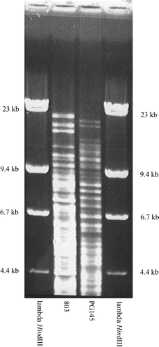 Figure 3. HpaII REA types of selected isolates of P. gallinarum from Zimbabwe and Germany sharing the same ribotype. Major differences in band pattern can be seen between the selected strains.