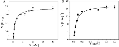 Figure 6. Kinetic parameters for recombinant AATase from Lactobacillus brevis CGMCC 1306. (A) L-Asp; (B) α-ketoglutaric acid. Kinetic parameters were obtained by fitting the data to Michaelis–Menten equation. The data represent the mean ± SD of three parallel experiments.