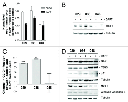 Figure 3. Notch inhibition more profoundly affects cultures with high Notch expression and activation. (A) Q-RT-PCR analysis of Hes-1 mRNA expression. Bars represent mean normalized Hes-1 mRNA expression ± SEM in control and DAPT treated cultures from two independent experiments performed in duplicates. Comparisons of means between control and treated were based on the unpaired t-test performed on the normalized data. Stars represent the difference between the mean of control and treated. **P < 0.01. (B) WB detection of Hes-1 protein in DAPT and DMSO treated cultures. In (A and B) the cells were treated with 5 µM DAPT or DMSO for two weeks. (C) Cell cycle analysis of neurosphere cultures treated with 5 µM DAPT or DMSO for three days. Bars represent the difference in the G0/G1 fraction ± SEM between the DMSO control and the DAPT treated samples from three independent experiments. Positive bars correspond to an increase in the G0/G1 fraction in the DAPT treated samples compared with the control. Comparisons of means between control and treatment were based on the paired t-test performed on the untransformed data. Stars represent the difference between the mean of control and treated. **P < 0.01, ***P < 0.001. (D) WB detection of Hes-1, cell cycle regulators (CDK4 and p21), and apoptotic markers (cleaved caspase-3 and BAX) in neurosphere cells treated with 5 µM DAPT or DMSO for 3 d.