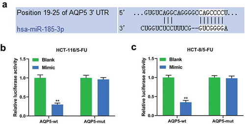 Figure 3. AQP5 is directly targeted by miR-185-3p in 5-FU-insensitive CRC cells.