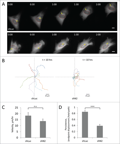 Figure 6. Knockdown of the TAN line component nesprin-2G affects directional persistence of C2C12 cell migration. A, Panels from movies of C2C12 myoblasts treated with retroviral shRNAs to luciferase (shLuc) or nesprin-2 (shN2) and expressing GFP-centrin-2 (to label the centrosome, arrows). Red circles indicate nuclei. Time is in hr:min. Bars, 10 μm. B, Eight representative traces of migration paths of C2C12 myoblasts treated with the indicated shRNAs. Positions were plotted every 20 min. C, Quantification of the velocity of C2C12 myoblasts treated with the indicated shRNAs. D, Quantification of the persistence of C2C12 myoblasts treated with the indicated shRNAs. A value of “1” would indicate a cell moving in a straight line. Error bars in C and D are SD from 3 experiments in which >20 cells were analyzed per experiment. ns, not significant; ***, P < 0 .001 by t-test.