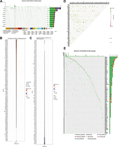 Figure 2 Expression variation of helicase molecules. (A) The waterfall diagram shows the somatic mutations of the 10 helicases with the highest mutation frequency in pan-cancer. Here, 44.29% is the proportion of 2125 samples with at least one mutation of the top 10 genes among 4798 samples with at least one mutation of 112 helicases. The percentage figure of each line on the right of the picture is the number of samples with the corresponding gene mutation divided by 4798 samples with at least one mutation among the 112 helicases. (B) The bubble chart shows the correlation between CNV of the 112 helicases and mRNA expression level. Red indicates positive correlation; blue indicates negative correlation. The deeper color indicates a larger correlation index. The bubble size indicates the FDR. (C) The bubble chart shows the correlation between methylation of the 112 helicases and mRNA expression. Red shows a positive correlation and blue shows a negative correlation. The darker color indicates a larger correlation index. Bubble size indicates the FDR. (D) Mutation characteristics of the 112 helicases in 374 patients with bladder cancer in the TCGA-LIHC cohort; green indicates co-mutation, the asterisk indicates P-value (P < 0.05, *P < 0.1). (E) Mutation frequency of 112 helicases in 374 patients in the TCGA-LIHC cohort. Each column represents an individual patient. The small figure above shows the TMB, the number on the right shows the mutation frequency of each regulator, and the figure on the right shows the proportion of each variant.