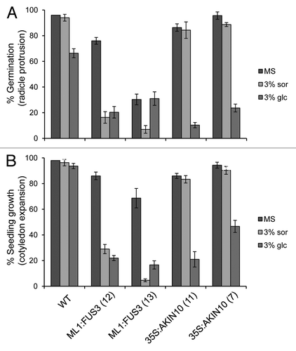 Figure 2. Overexpression of FUS3 or AKIN10 leads to different responses to sugar during seed germination and seedling growth. (A) Germination (radicle protrusion) of WT, ML1:FUS3 and 35S:AKIN10 seeds 2 d after imbibition on MS ± 3% sorbitol (sor) or 3% glucose (glc). (B) Seedling growth (cotyledon expansion) of WT, ML1:FUS3 and 35S:AKIN10 seeds 4 d after imbibition on MS ± 3% sor or 3% glc. Averages from 3 experiments ± SD are shown. 100–150 seeds were used in each experiment.