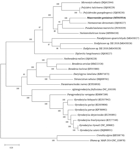 Figure 1. The phylogenetic relationship of M. gonialosae and other monogeneans based on the concatenated PCG sequences.