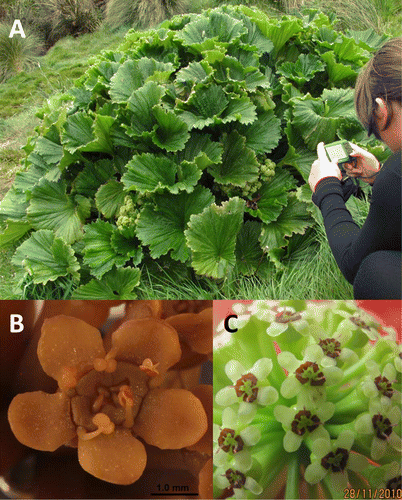 Figure 1  Stilbocarpa polaris, Campbell Island. A, Flowering plant near Beeman Base. B, Floret presenting pollen. Immature styles can be seen tightly packed in the centre of each floret. C, Umbel presenting stigmas. Stamens have detached and styles have unfurled. Photograph in B courtesy Peter Heenan.
