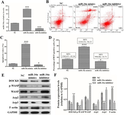 Figure 1. Effects of miR-34a on ROS production, apoptosis and related protein expression. Cells were preformed the miR-34a mimics/inhibitor transfection. (A) qRT-PCR to detect the expression levels of miR-34a. (B and C) FACSCalibur flow cytometer images and statistical analysis of apoptosis rate. (D) Statistical analysis of the percentage of DCF-positive cells and their MFI. (E and F) Western blot analysis of the expression levels of DOCK8, p-WASP, WASP, Arp2 and Arp3. Compared with the NC group, *P < 0.05, **P < 0.01, ***P < 0.001.
