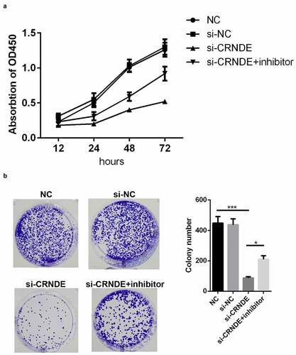 Figure 4. Knockdown of miR-146a-5p reversed the effects of si-CRNDE on the proliferation of PC. CCK-8(a) and colony formation (b) assays were used to detect the proliferation of PC3 cell lines. *p < 0.05, ***p < 0.001. Each experiment was repeated for 3 times