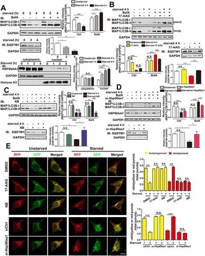 Figure 1. HSP90AA1 was necessary for autophagy induction by starvation. (A) Autophagy is induced by starvation. SN4741 cells were exposed to starvation media (HBSS with 10 mM HEPES) for 2 or 4 h in the presence or absence of 400 nM of BafA1, and immunoblotted for MAP1LC3B, SQSTM1 and GAPDH. The right graph shows the quantification of MAP1LC3B-II and SQSTM1 levels. Starvation increases HSP90AA1 level in nucleus. The cytosolic and nuclear fractions from SN4741 cells following starvation were prepared. Then the expression of HSP90AA1, GAPDH (cytosolic marker) and histone H3 (nuclear marker) was determined by immunoblotting. The right graph shows the quantification of HSP90AA1 levels. (B, C and D) 17-AAG (B) and NB (C), inhibitors of HSP90AA1 with different mechanisms, and si-Hsp90aa1 (D) inhibit autophagy induction by starvation. SN4741 cells were pre-treated with 5 μM 17-AAG or 500 μM NB for 0.5 h or transfected with si-Hsp90aa1 for 36 h. Cells were starved for 4 h with or without 400 nM BafA1. Then the expression of MAP1LC3B, SQSTM1 (B, C and D) and HSP90AA1 (D) was determined by immunoblotting. NB, Novobiocin sodium. The graphs show the quantification of MAP1LC3B-II and SQSTM1 levels. (E) Starvation-induced autophagy flux is inhibited by 17-AAG, NB or si-Hsp90aa1. SN4741 cells were transfected with RFP-GFP-MAP1LC3B plasmid for 36 h. After that, cells were pre-treated with 5 μM 17-AAG or 500 μM NB for 0.5 h and then starved for 4 h. For si-Hsp90aa1 experiment, SN4741 cells were cotransfected with RFP-GFP-MAP1LC3B and si-Hsp90aa1 or control siRNA (siCtrl) for 36 h. Then the cells starved for 4 h. Autophagy flux were tested by immunofluorescence. Right graphs show the ratio of yellow (AP) or red (AL) puncta in total yellow and red puncta (mean ± SEM, n = 3; *p < 0.05, **p < 0.01, ***p < 0.001, N.S., not significant compared with the indicated group; scale bar: 10 μm).