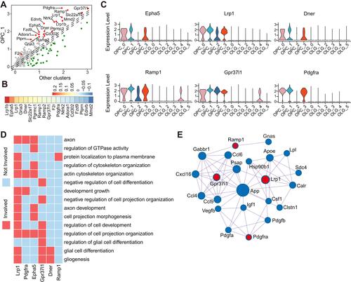 Figure 5 Cell–cell interactions between aged microglia and OPCs. (A) Dot plot depicting differentially expressed receptor genes in OPC C1 compared with other subclusters. Receptors (|log2 fold change| > 0.1 and Bonferroni adjusted P-value < 0.05) were colored, red for upregulation and green for downregulation. (B) Heatmap showing the aging-related expression changes of those receptors marked by red in panel (A). (C) Violin plot depicting expression of receptors which were upregulated along with aging in panel (B) and differentially expressed in OPC C1 subset compared with other OPC subsets and OLGs. (D) Heatmap of part of gene ontology (GO) terms related to myelination in which the receptors in panel (C) were involved. (E) Network plot showing the interactions between extracellular ligands from microglia C3 subset and receptors in panel (C). Red for receptors and blue for ligands.