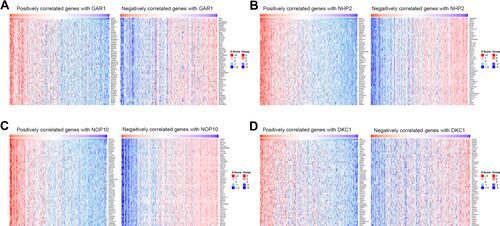 Figure 5 Heat maps of the top 50 genes positively and negatively correlated with H/ACA snoRNP gene family in HCC (LinkedOmics). (A) Genes associated with GAR1. (B) Genes associated with NHP2. (C) Genes associated with NOP10. (D) Genes associated with DKC1.