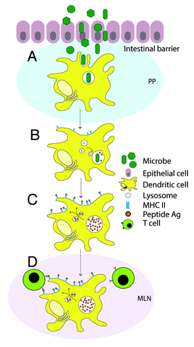 Figure 1. The role of dendritic cells (DCs) during bacterial infection in the mucosa. (A) Once microbes have overcome the intestinal barrier, they encounter DCs in underlying tissue or the Peyer’s patches (PP) at the site of infection. (B) Upon phagocytic internalization of bacteria, DC maturation is initiated, which is crucial for the initiation of immunity. During this maturation, DCs lose phagocytic properties, but surface expression of MHC class II is upregulated, concomitant with the ability to present antigens. At the same time, lysosomal compartments fuse with the pathogen-containing phagosome to ensure bacterial degradation into peptide antigens. (C) Peptide antigens derived from degraded microbial proteins are loaded on MHC II complexes, transported to the cell surface and displayed. (D) During maturation DCs migrate from peripheral locations at the intestine to mesenteric lymph nodes (MLN). Here, they present the antigens to CD4-expressing T cells to initiate adaptive immune responses.