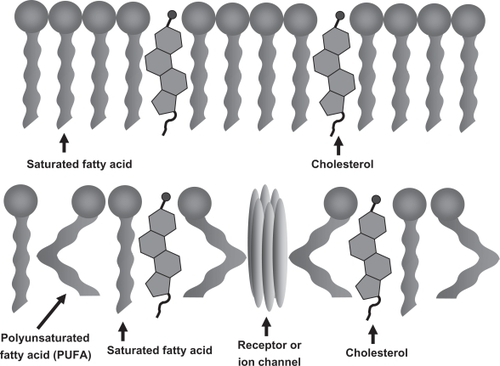 Figure 1 Polyunsaturated fatty acids increase membrane fluidity and facilitate incorporation of essential membrane bound proteins required for synapse and lipid raft formation A) Saturated fatty acids and cholesterol pack tightly to form a more rigid and less fluid lipid bilayer. B) Double-bond formation in polyunsaturated fatty acids creates a “bend” in the fatty acid tail that prevents the tight packing of saturated fatty acids and cholesterol leading to increased membrane fluidity and incorporation of integral synaptic proteins.
