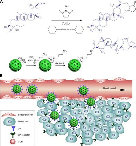 Figure 1 Synthesis of MSN-GA (A) and schematic of MSN-GA for HCC-cell targeting (B).Abbreviations: GA, glycyrrhetinic acid; HCC, hepatocellular carcinoma; MSN, mesoporous silica nanoparticle; NHS, N-hydroxysuccinimide.