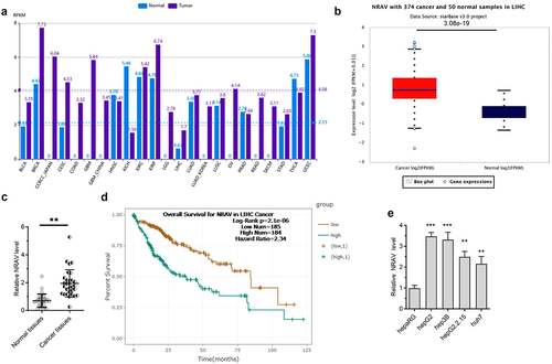 Figure 1. NRAV was evidently upmodulated in HCC cells and tissues. (a) The expression of NRAV was analyzed by lncRNASNP2 (http://bioinfo.life.hust.edu.cn/lncRNASNP#!/lncrna_info?lncrna=NONHSAT031176.2) in 23 tumor types. (b) ENCORI (The Encyclopedia of RNA Interactomes, https://starbase.sysu.edu.cn/) was utilized to anticipate the NRAV expression in HCC tissues. (c) RT-qPCR was performed to verify the NRAV expression in normal tissues (n = 30) and HCC tissues (n = 30), 2−ΔCt method. (d) ENCORI was applied to anticipate the HCC patients’ survival curves according to the NRAV expression. (e) HCC cells and normal hepaRG cells were subjected to RT-qPCR to verify the expression of NRAV (hepG2, hepG2.2.15, hep3B and huh7), 2−ΔΔCt method. **p < 0.01, ***p < 0.001.