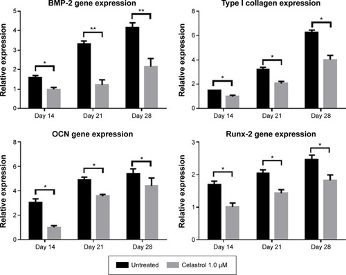 Figure 7 An amount of 1.0 μM celastrol inhibits mRNA expressions of osteogenic genes in prostaglandin E2-induced ankylosing spondylitis fibroblasts compared with untreated control.