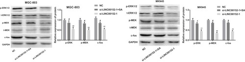 Figure 6 Interference of lncRNA LINC00152 expression could inhibit the ERK/MAPK signaling pathway. The protein levels of the ERK/MAPK signaling pathway in MGC-803 and MKN45 cells. **P < 0.01 compared with the NC group; #P < 0.05 compared with the si-LINC00152-1 group.