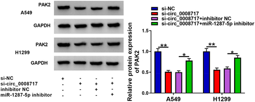 Figure 8. Circ_0008717 indirectly regulates PAK2 through binding to miR-1287-5p. After indicated transfection, the PAK2 expression in A549 and H1299 cells was detected by western blot. Error bars stand for the mean ± SD of three independent measurements. *P < 0.05 and ** P < 0.01.